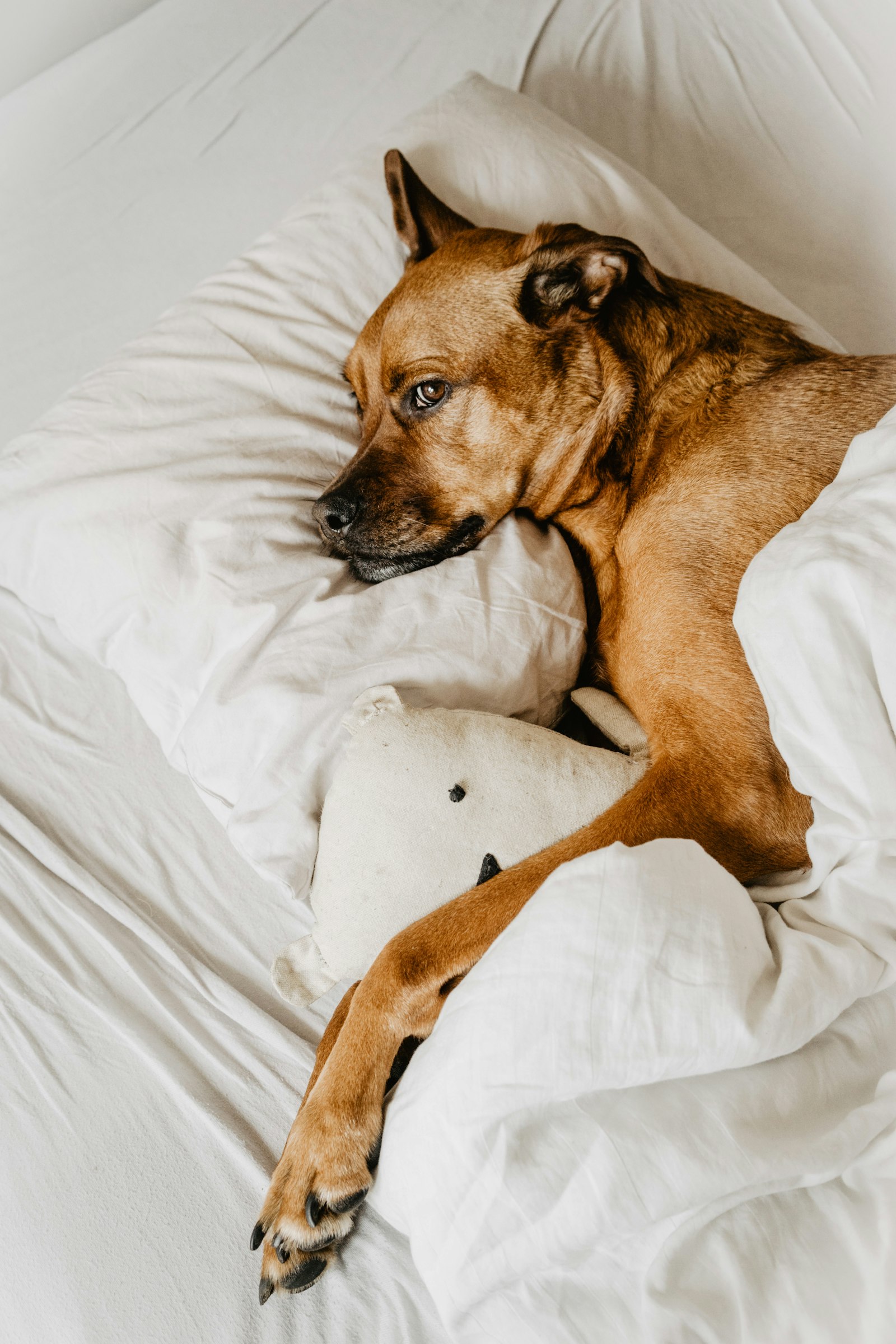Dog relaxing on a cozy bed at home