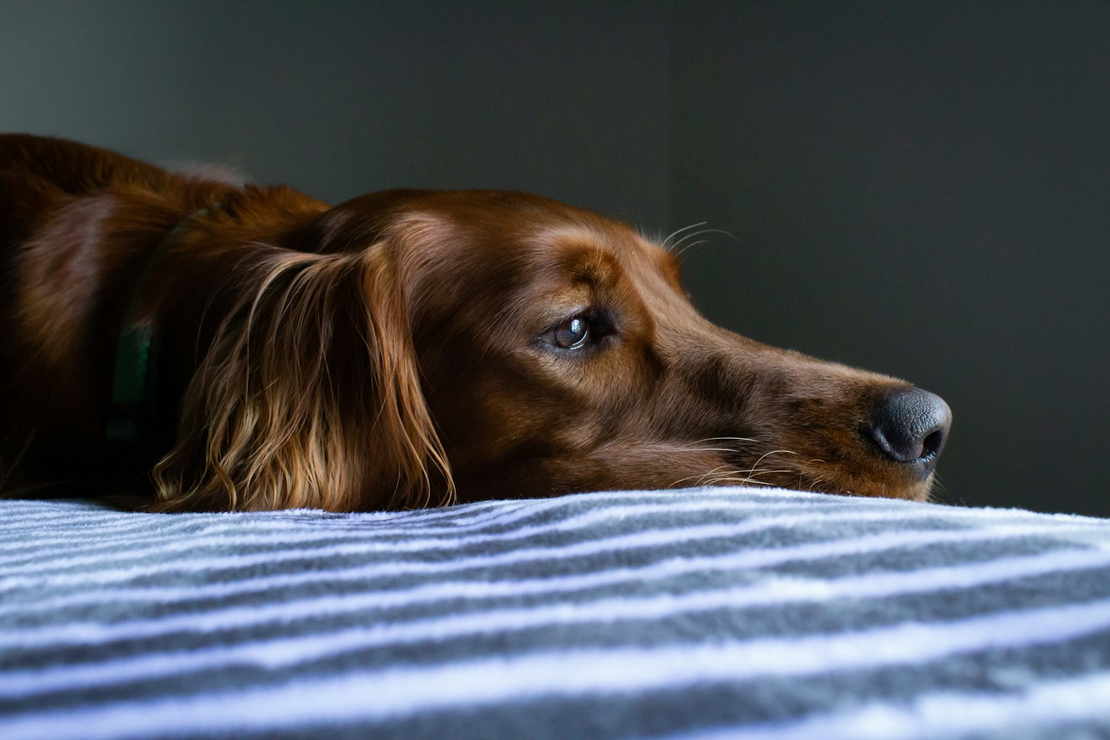 Rescue dog resting comfortably in a new home