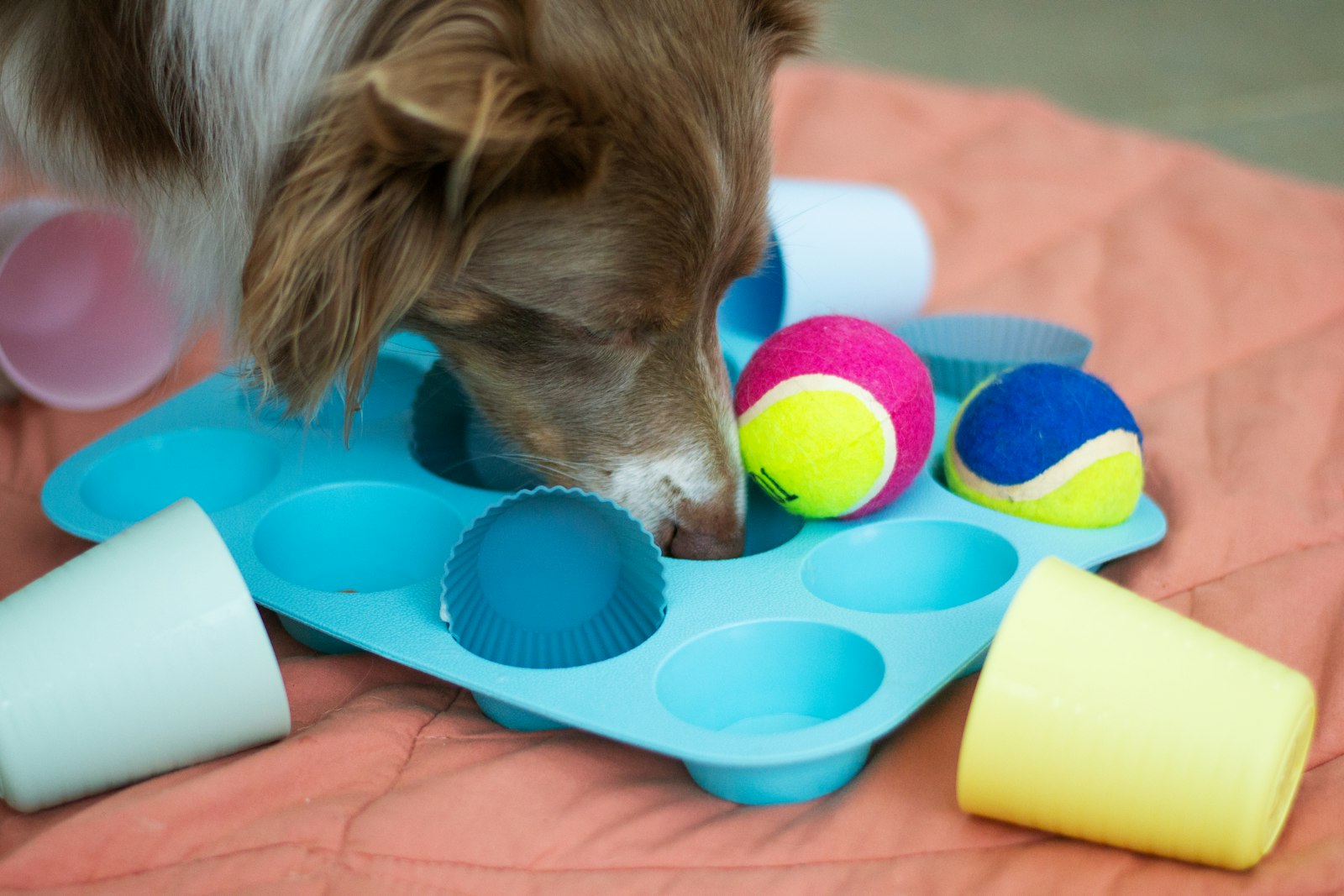 Dog engaged with familiar toys from home