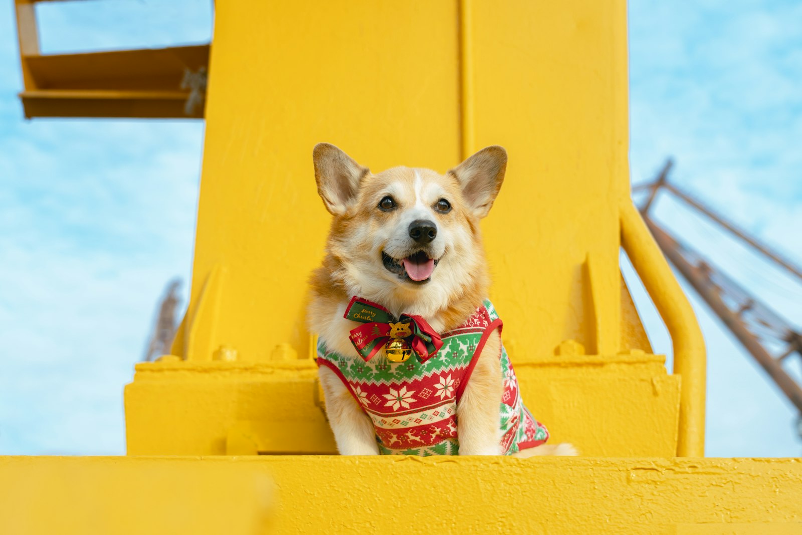 Corgi in a Christmas sweater during the holidays