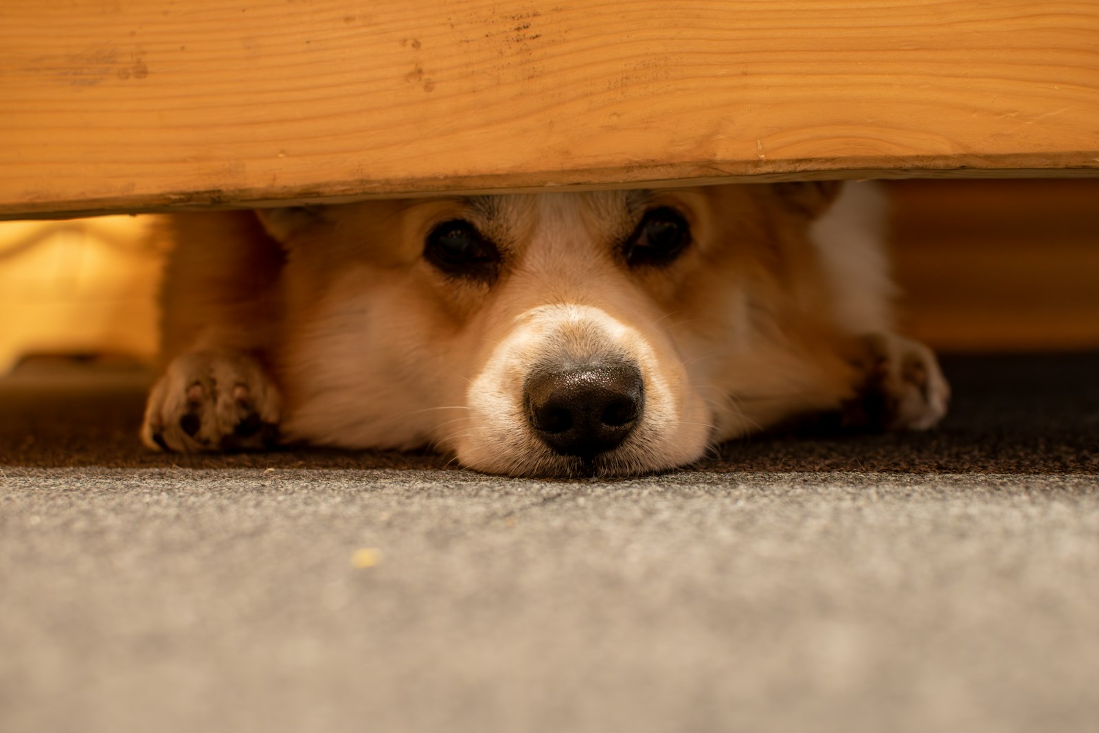 Cautious dog observing surroundings from a safe distance