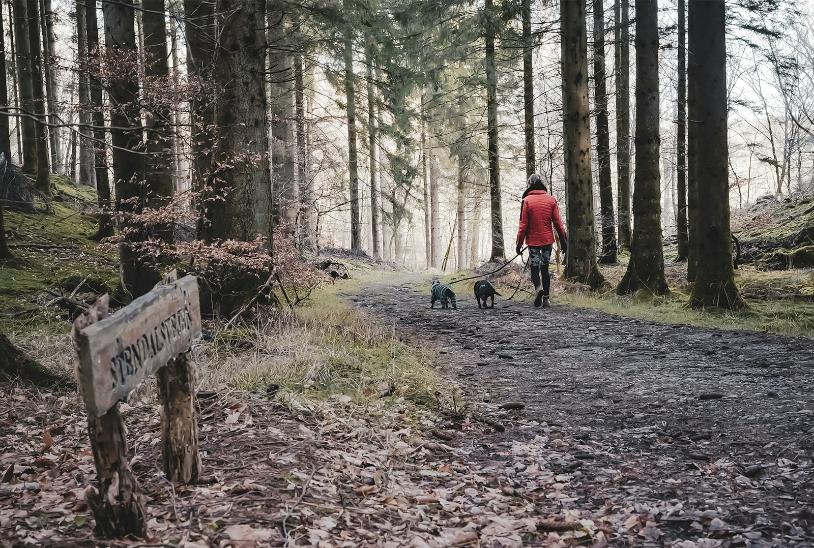 Person walking two dogs along a forest trail in Morris County