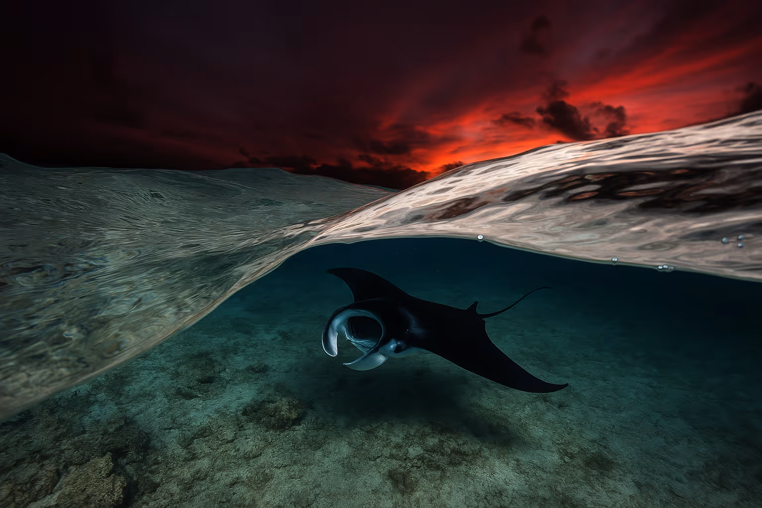 A pretty manta ray feeding in the shallows, split shot. Indo-pacific at sunset.