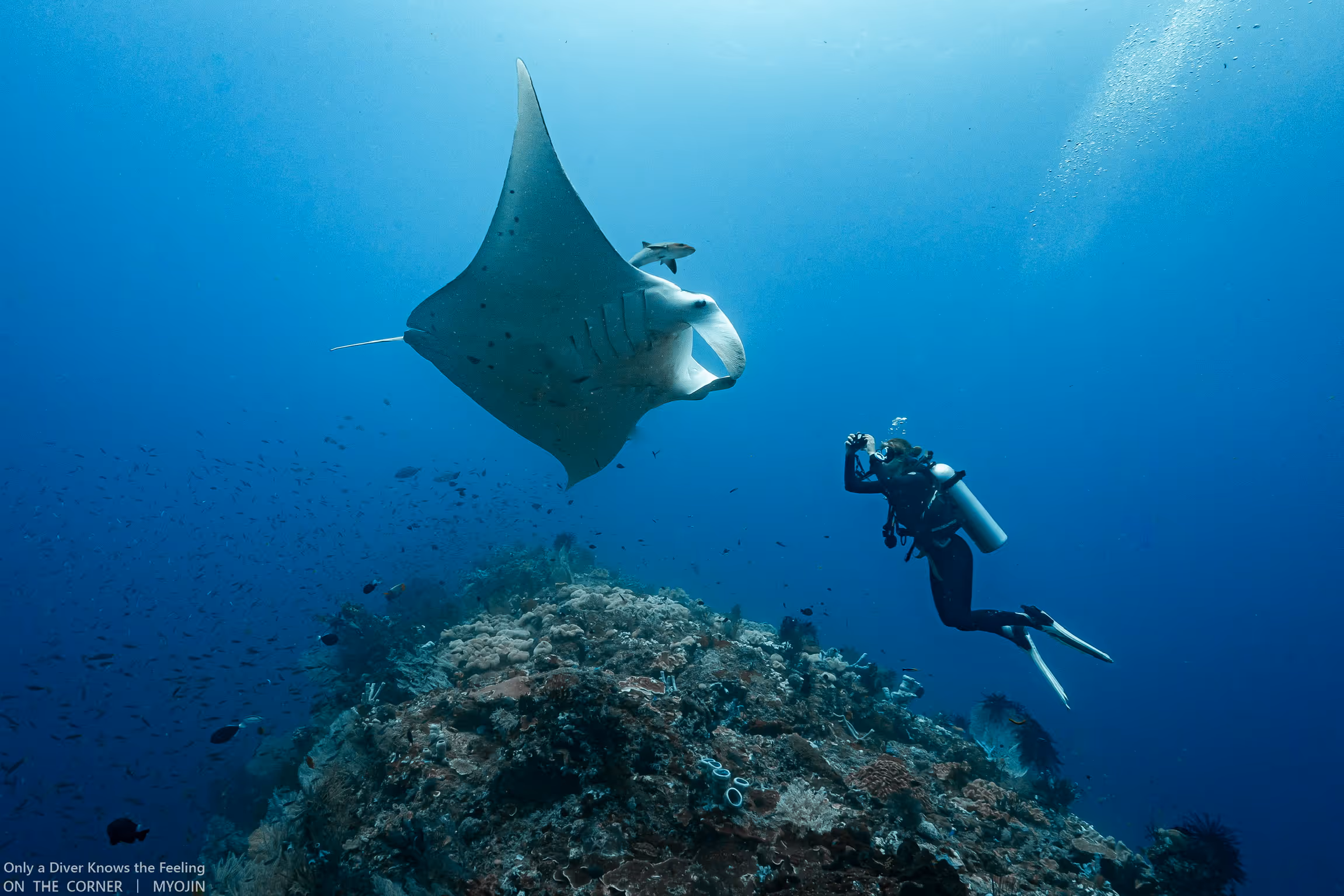 A diver close up with a reef manta ray, Raja Ampat, Indonesia.