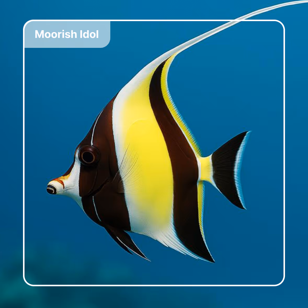 Moorish Idol swimming, and being identified by FINS - a Fish ID app
