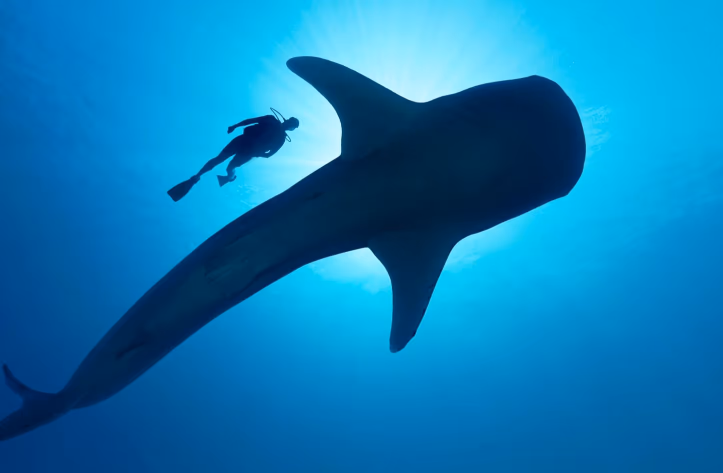 A diver swimming with a whale shark in the Philippines, Tubbataha.