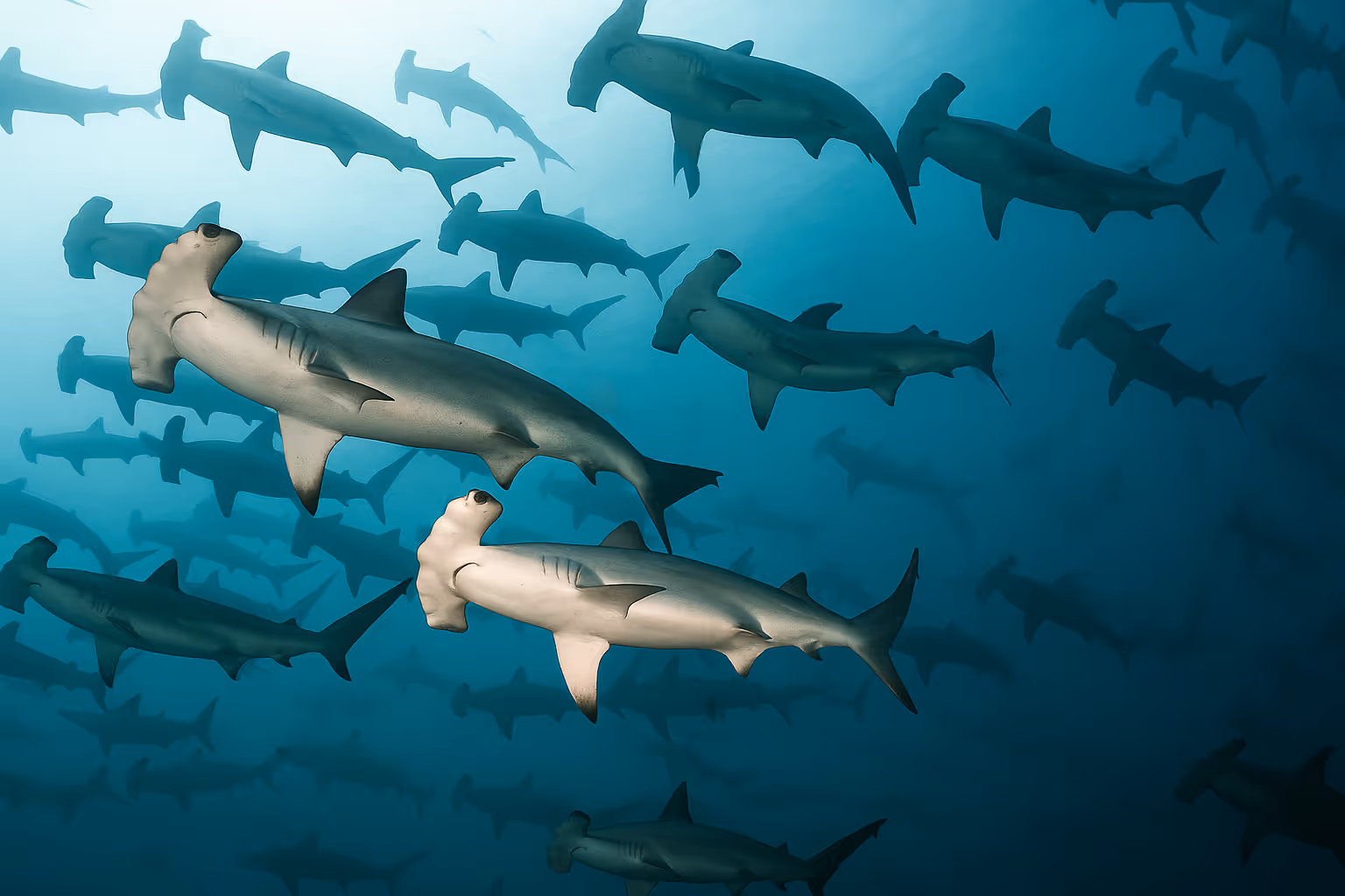 Many hammerhead sharks schooling in the Cocos, Costa Rica
