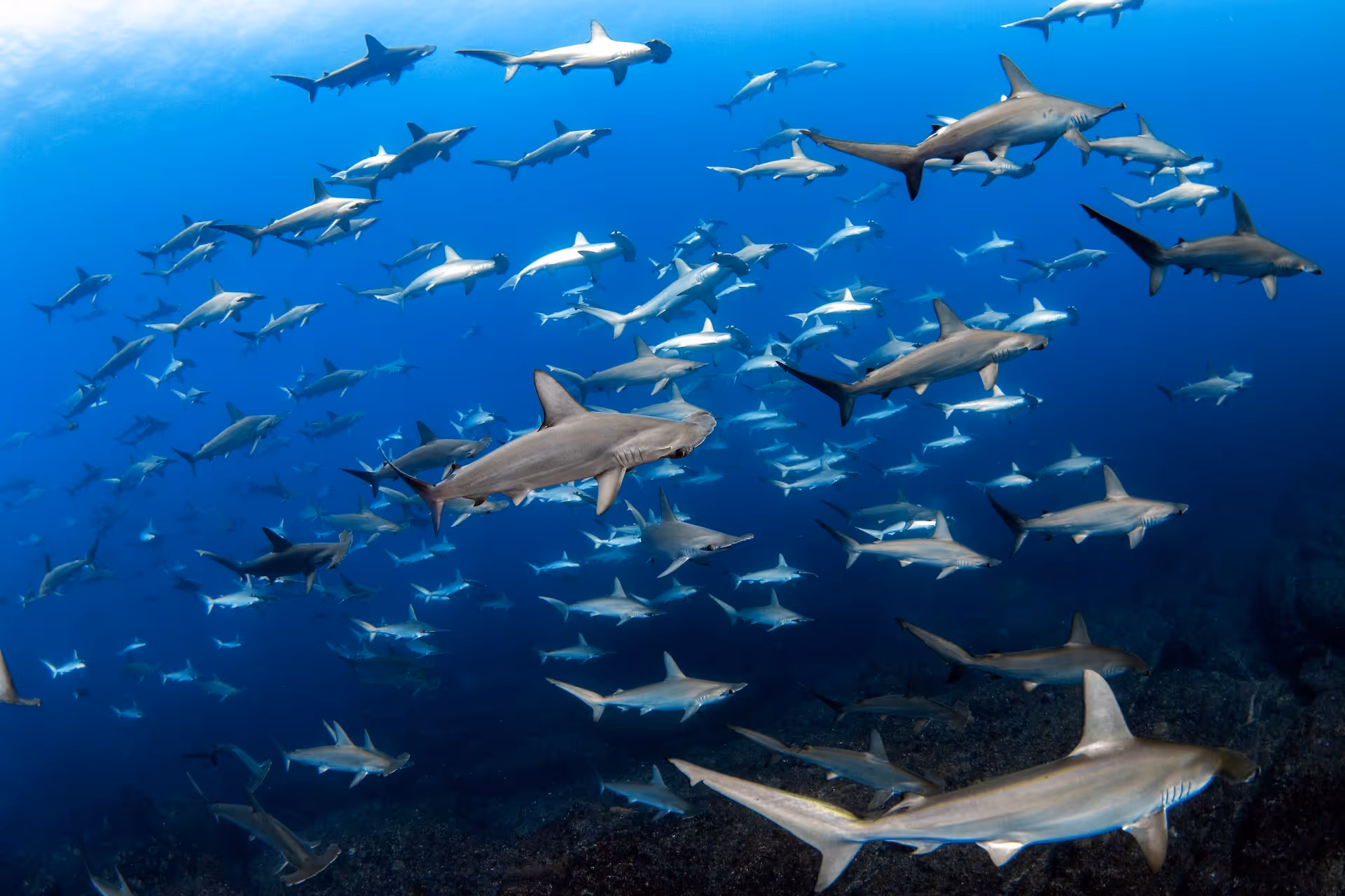 A school of hammerhead sharks in the Banda Sea, Indonesia
