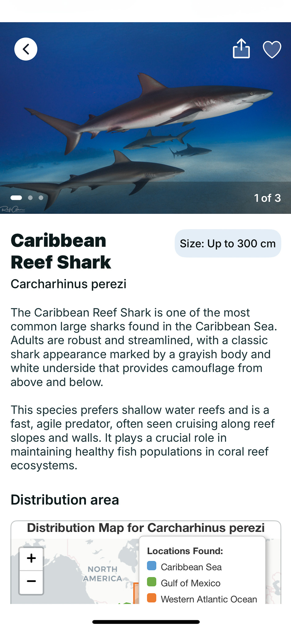A caribbean shark in the ocean. FINS App
