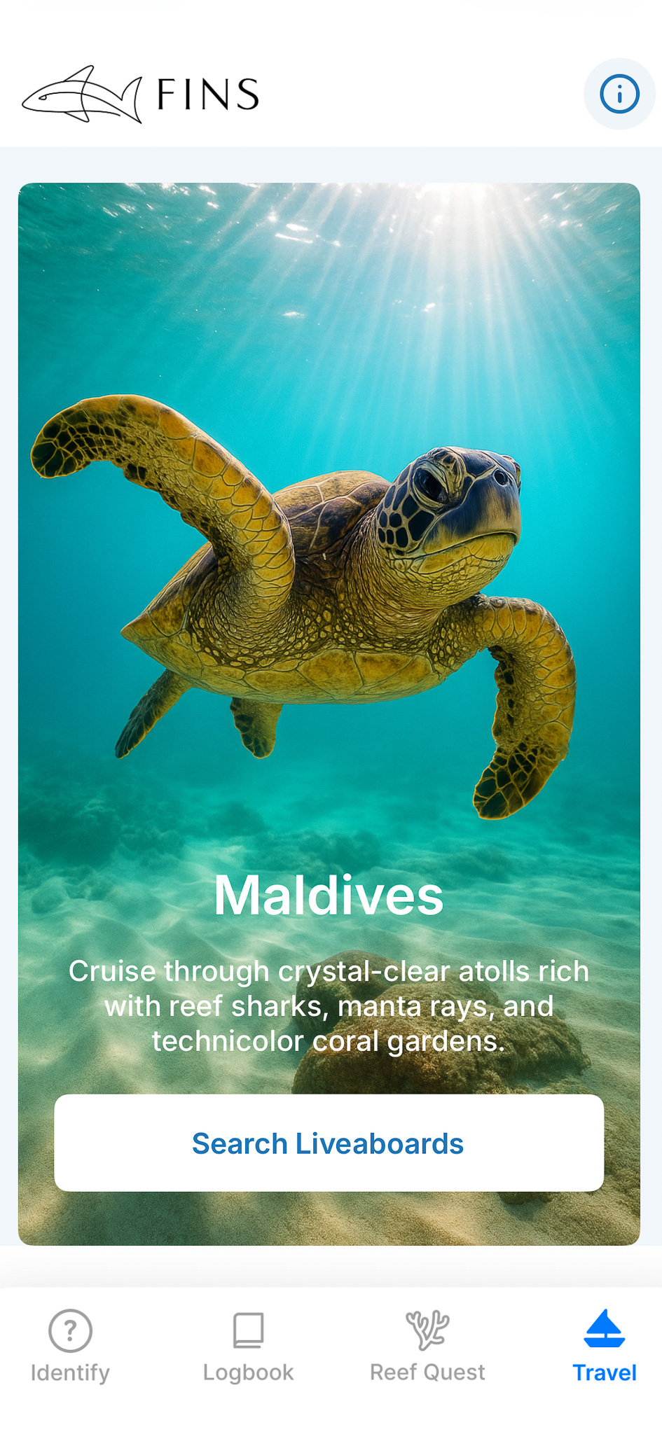 A green sea turtle in the Maldives ocean. FINS app