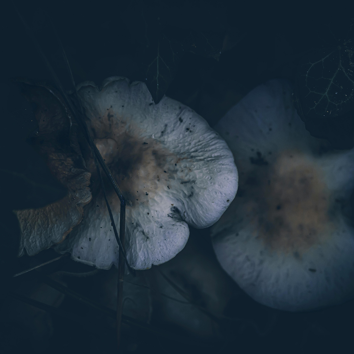 Two white mushrooms on the ground against a dark background.