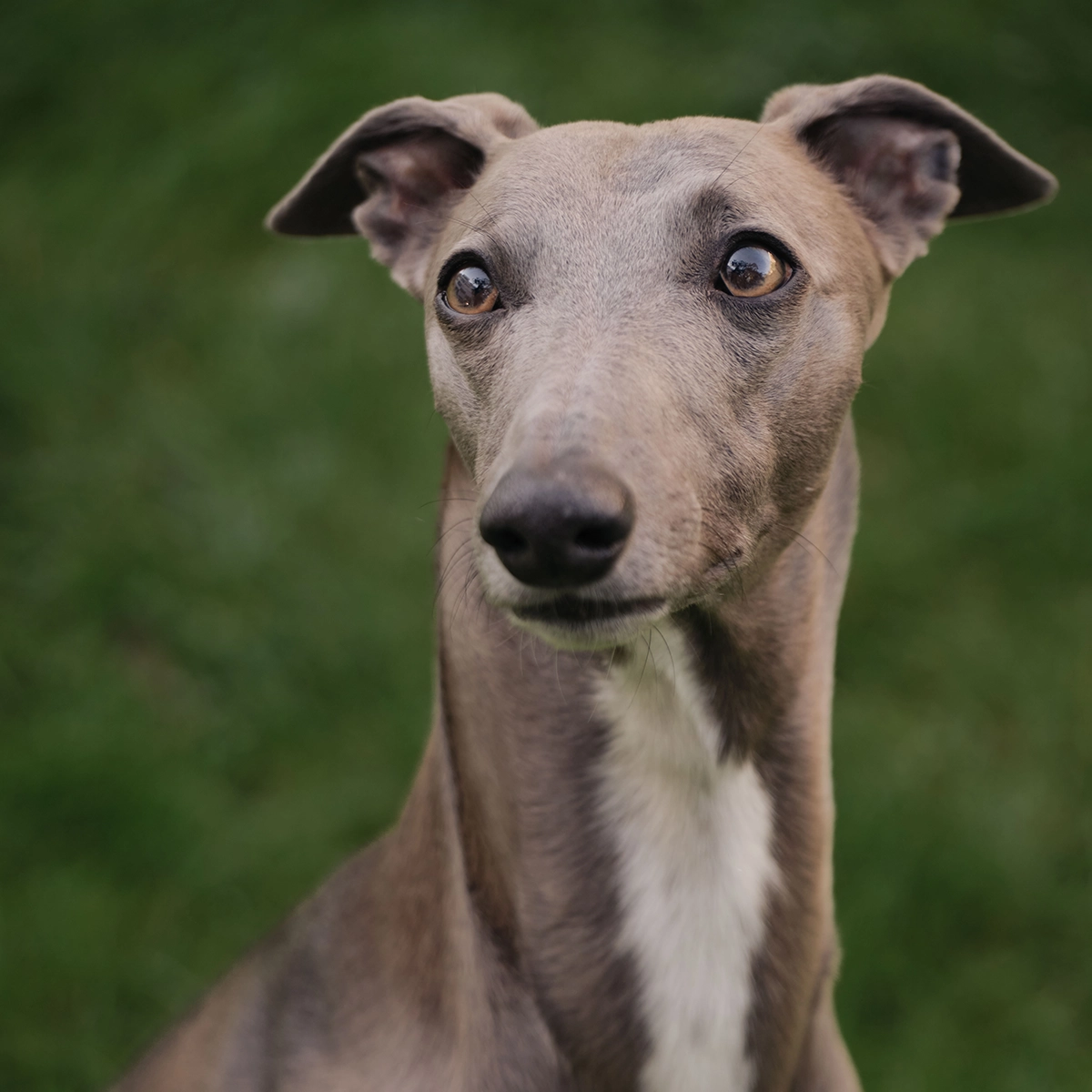 Portrait of a grey elegant dog on a grass background.