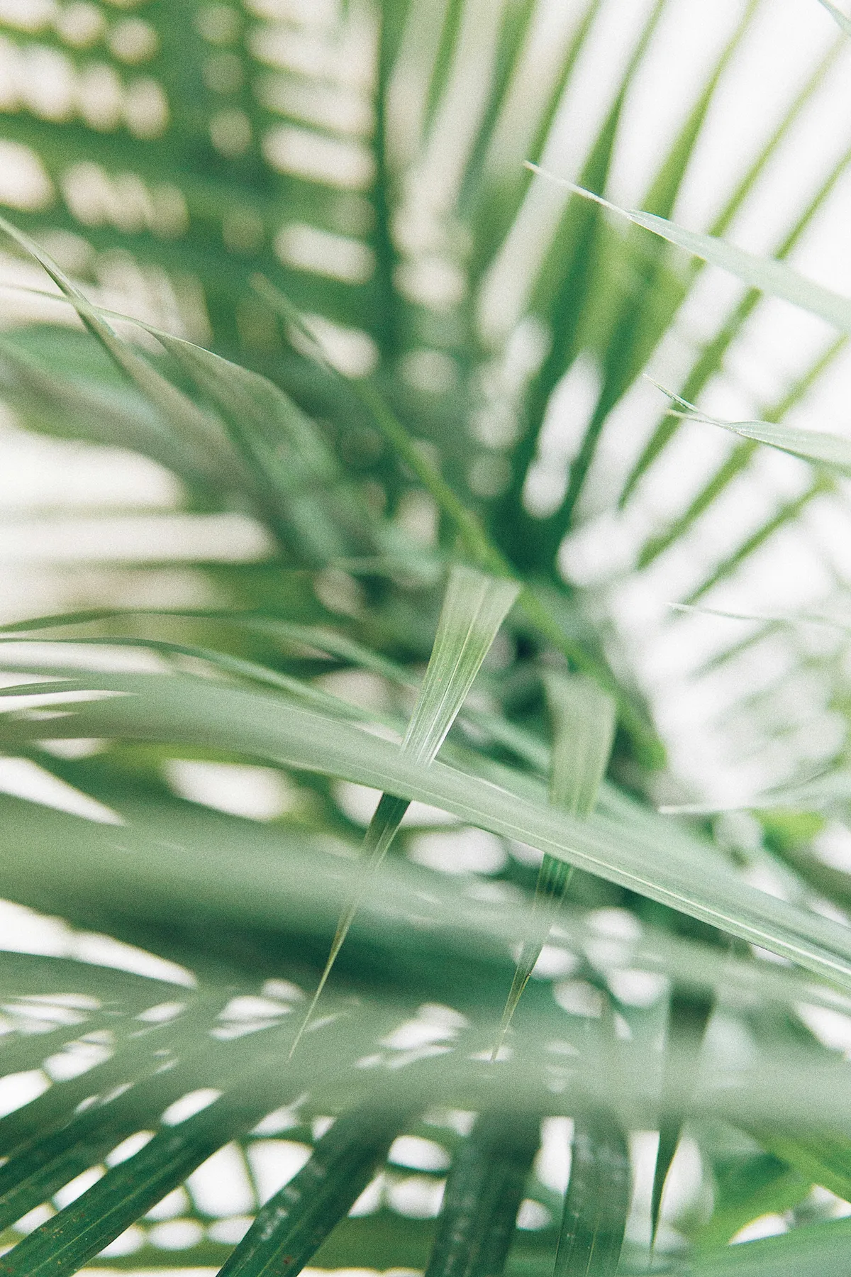 Close-up of green palm leaves with soft focus and bright background.