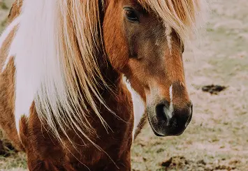 Chevaux attelés pour animation événementielle, service de location