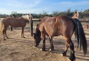 Attelage de chevaux pour mariage, partenaire d’Éric et Max