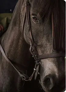 Location de cheval d’attelage pour la diligence Éric & Max, événements dans les Alpes-Maritimes