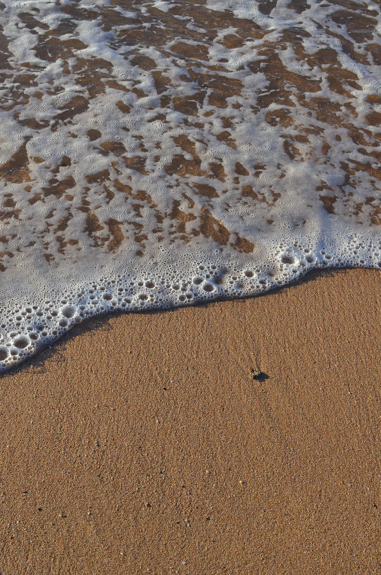 Foamy ocean wave washing onto wet sandy beach with small debris scattered.