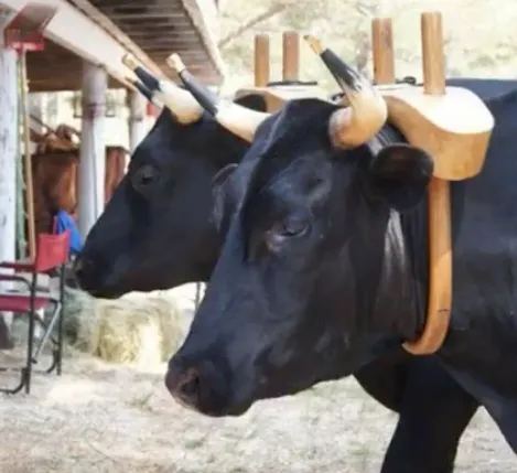 A black cow with horns and a saddle on it's back.
