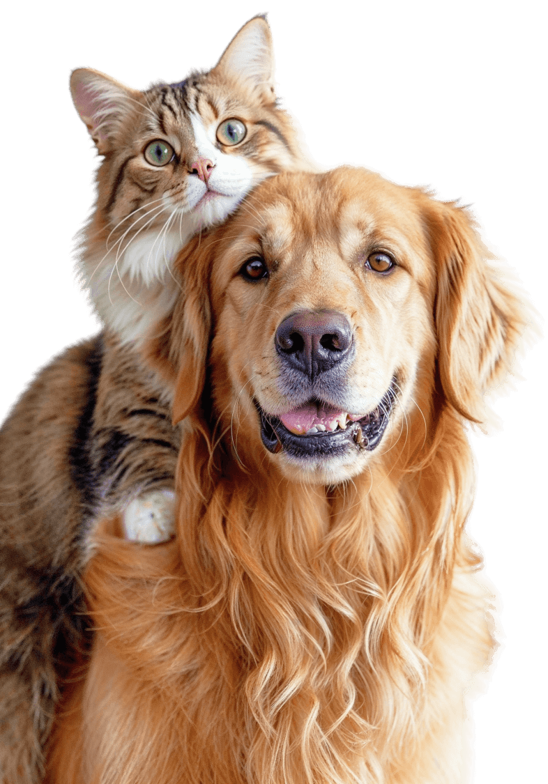 Cat And Dog Image - Pet X Webflow Template