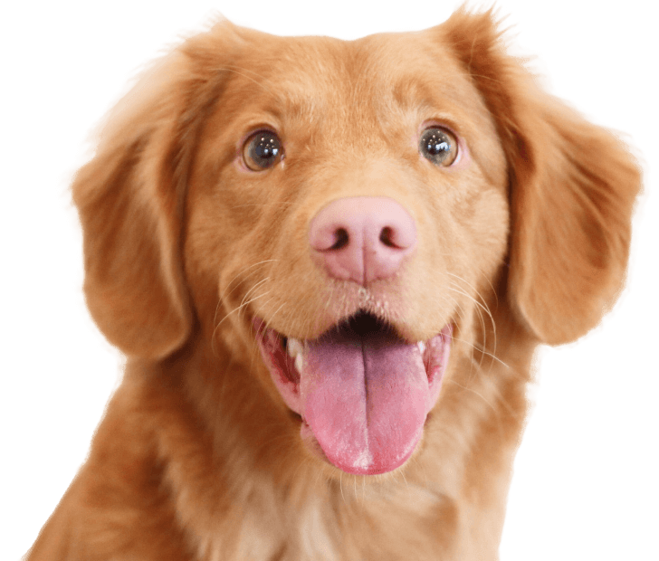 Dog Image - Pet X Webflow Template