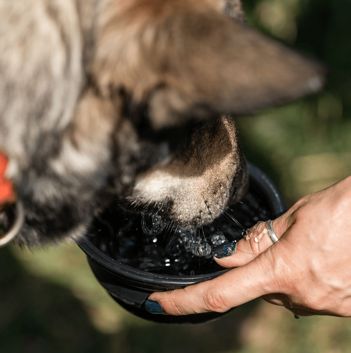 Sécurité des animaux pendant les fortes chaleurs