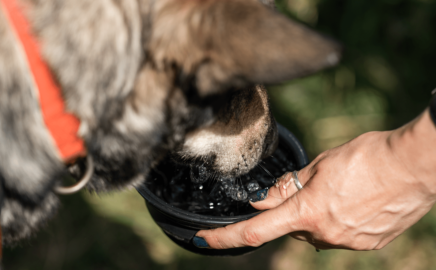 Sécurité des animaux pendant les fortes chaleurs