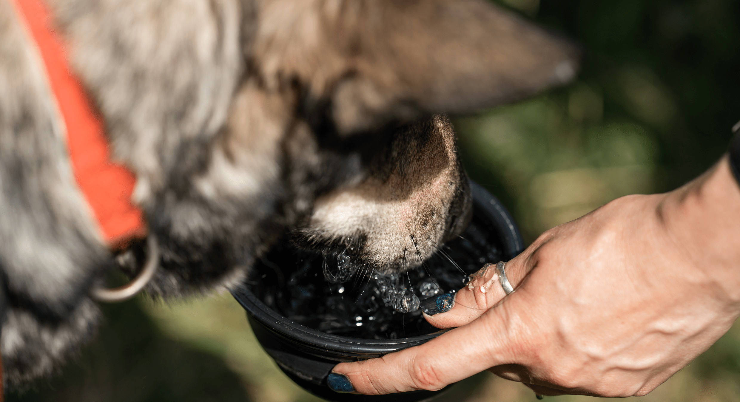 Sécurité des animaux pendant les fortes chaleurs
