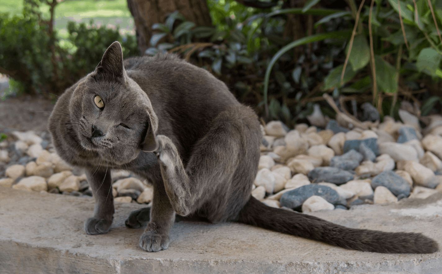 Protégez vos chats et chiens contre les parasites au Luxembourg