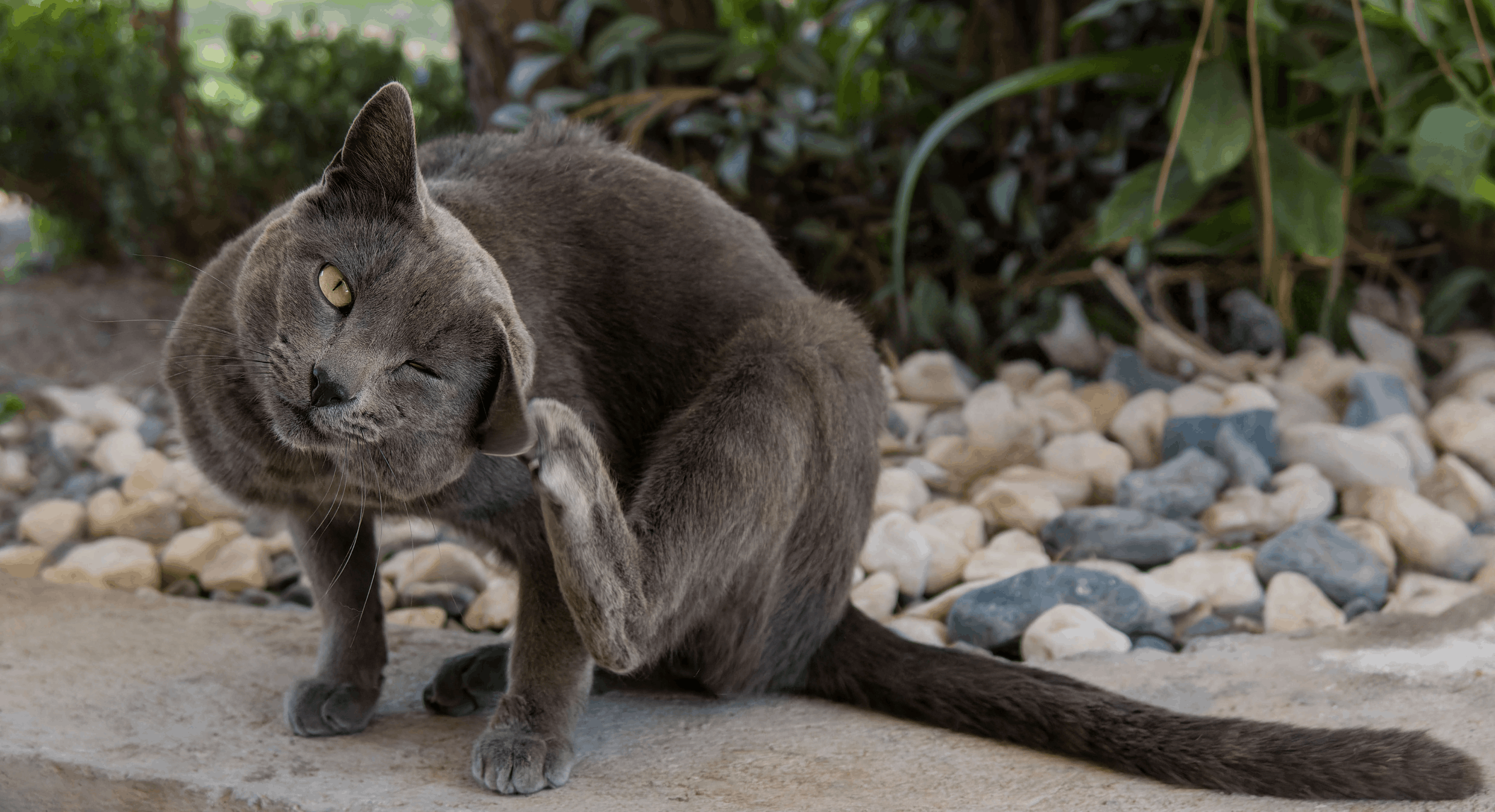 Protégez vos chats et chiens contre les parasites au Luxembourg