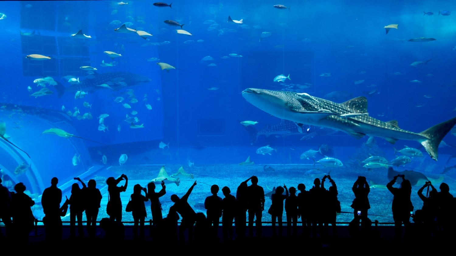Catch a Free Glimpse of the Dubai Aquarium