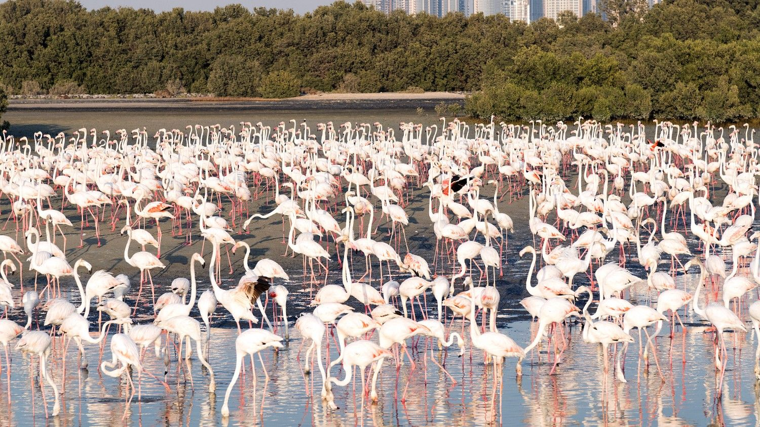 Flamingos at Ras Al Khor Wildlife Sanctuary