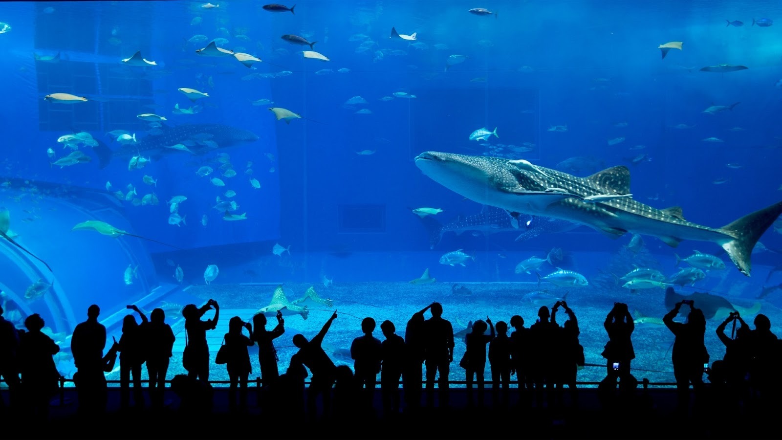 Dubai Aquarium & Underwater Zoo