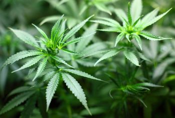 Cannabis et SEP