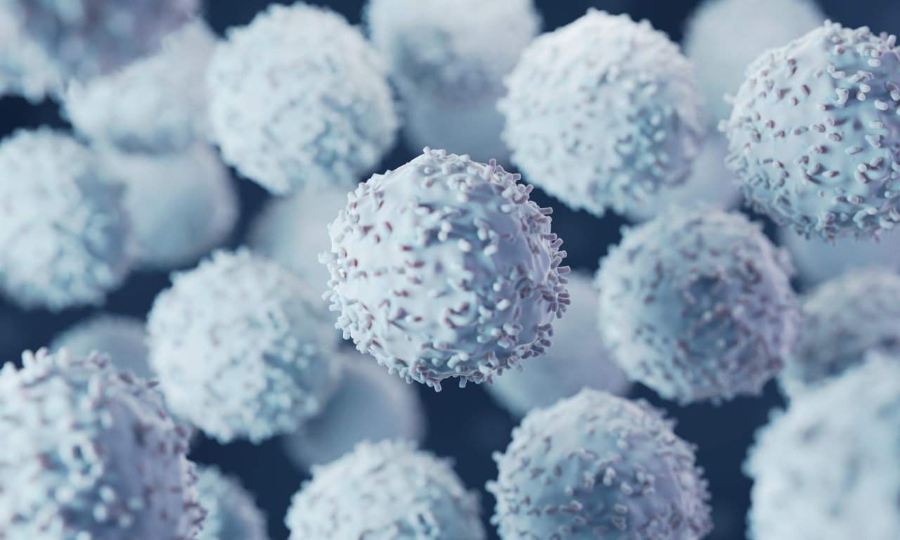 Fonds Charcot 2024 : les cellules immunitaires, un rôle-clé dans la SEP