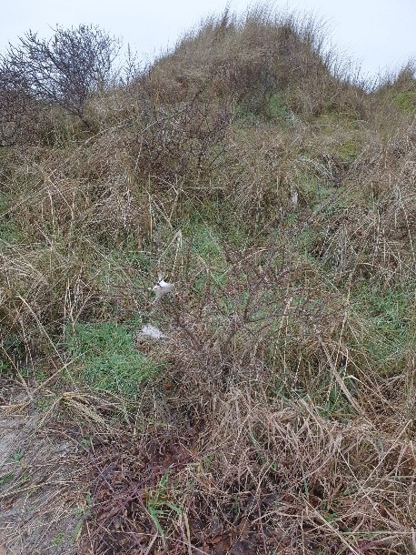 Vorsicht vor Goldafterraupen