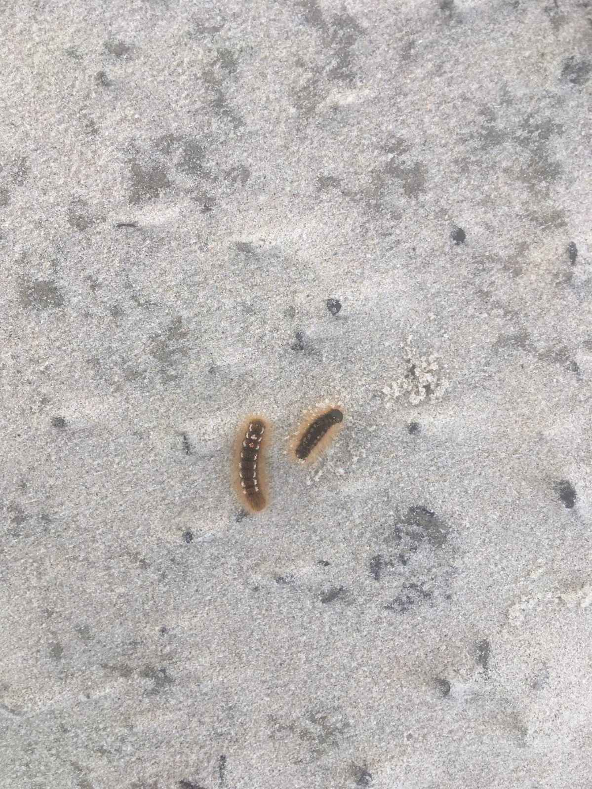 Vorsicht vor Goldafterraupen