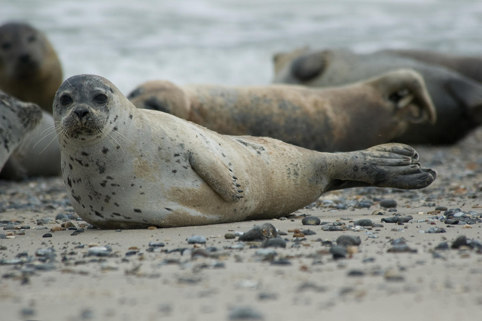 Jubiläumsfahrt 40 Jahre Nationalpark Wattenmeer