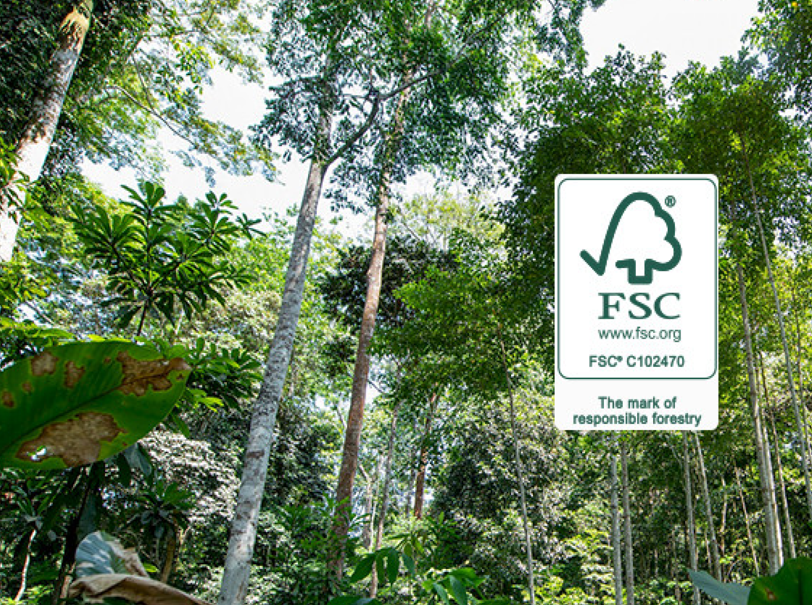Dense green forest with an FSC certification logo indicating responsible forestry.