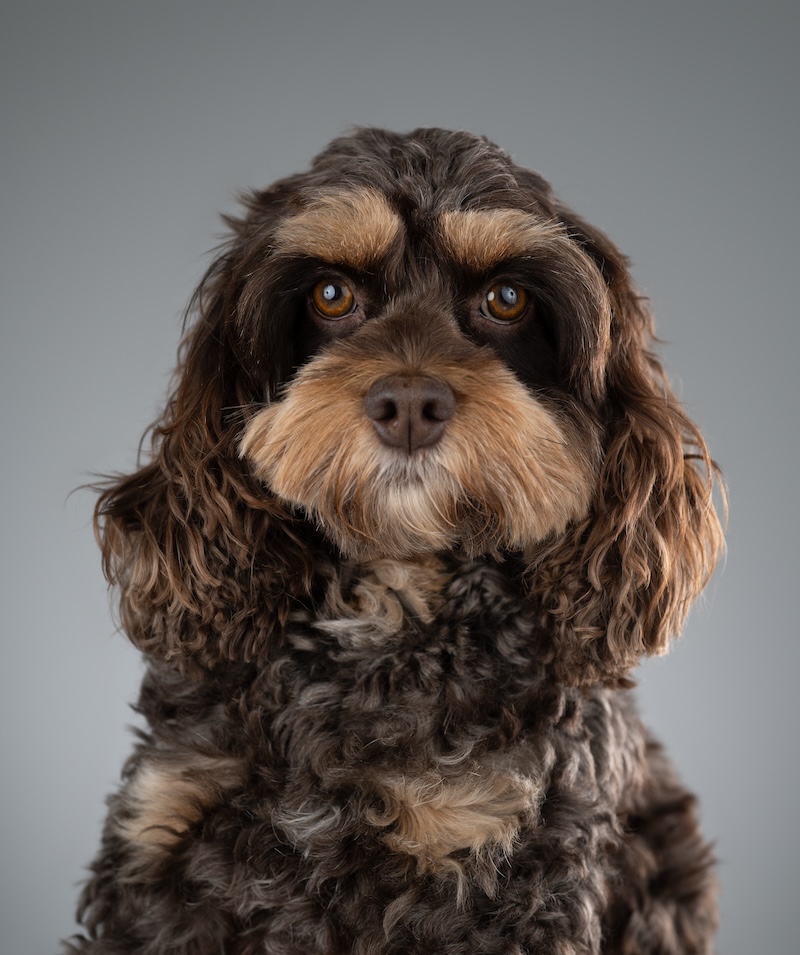 Bürohund Teddy