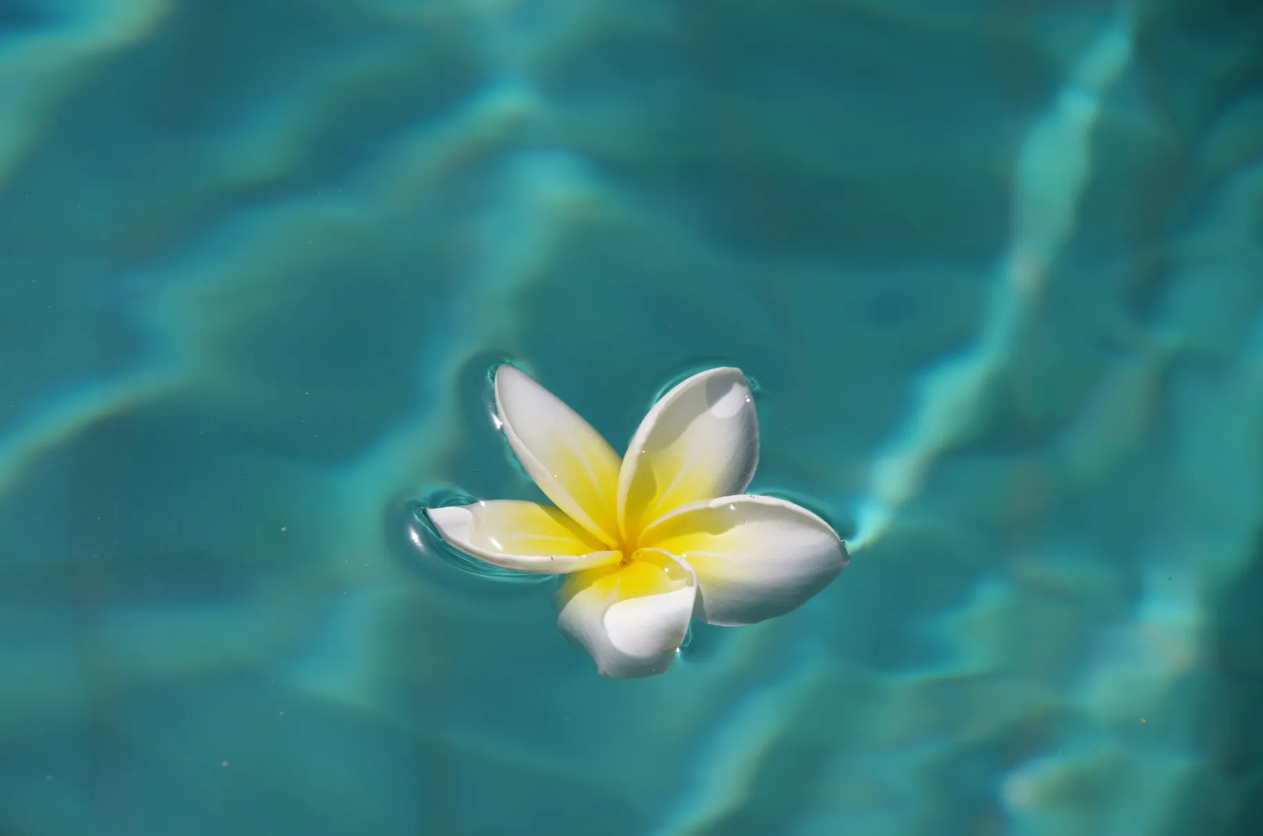 pool with flower stock image