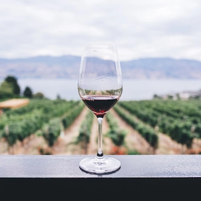 wine glass against vineyard background