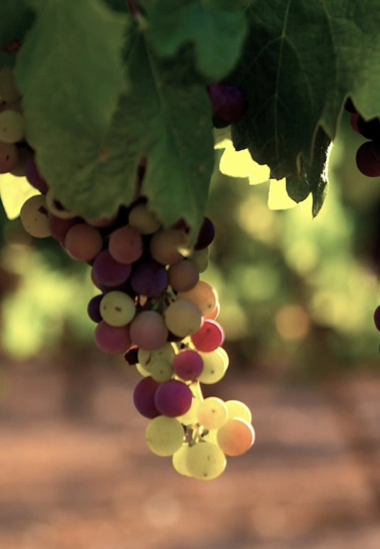 closeup green and red grapes