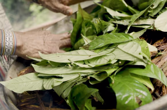 Close-up of an elder’s hands arranging fresh green ayahuasca leaves and vine in a traditional preparation basket, highlighting the ritual process at a plant medicine retreat in the Amazon. The image captures the natural textures of the leaves and the cultural significance of the ceremony.
