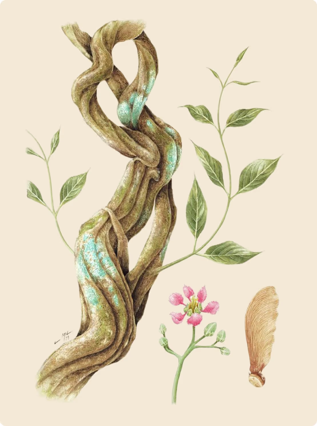 Detailed botanical drawing of Banisteriopsis Caapi vine (ayahuasca), showing twisted woody stems with green leaves, pink flowers, and a seed, on a light beige background.