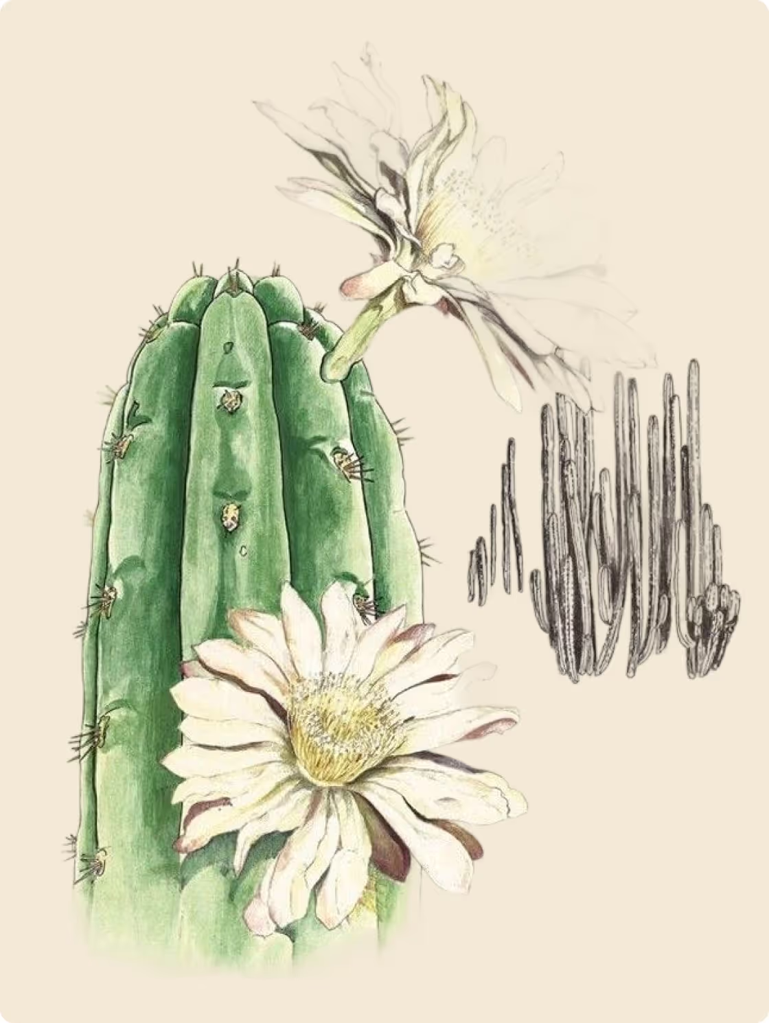 Detailed vintage-style botanical drawing of the San Pedro cactus (Echinopsis pachanoi) featuring green columnar stems and large white flowers in bloom.