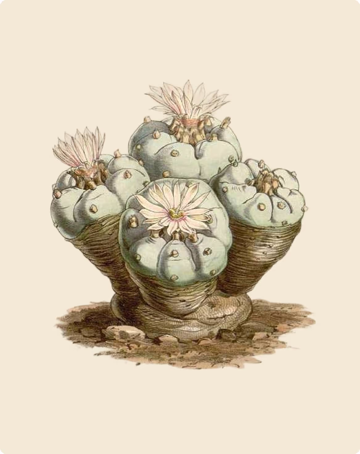 Detailed hand-drawn vintage botanical illustration of a cluster of peyote cacti, showing their round, segmented forms topped with delicate blooming flowers. The artwork captures the cactus's unique shape and texture with muted earth tones against a light beige background.
