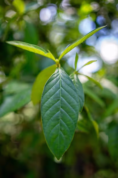 A fresh green leaf hangs in sharp focus against a softly blurred rainforest background, highlighting its detailed veins and vibrant color.