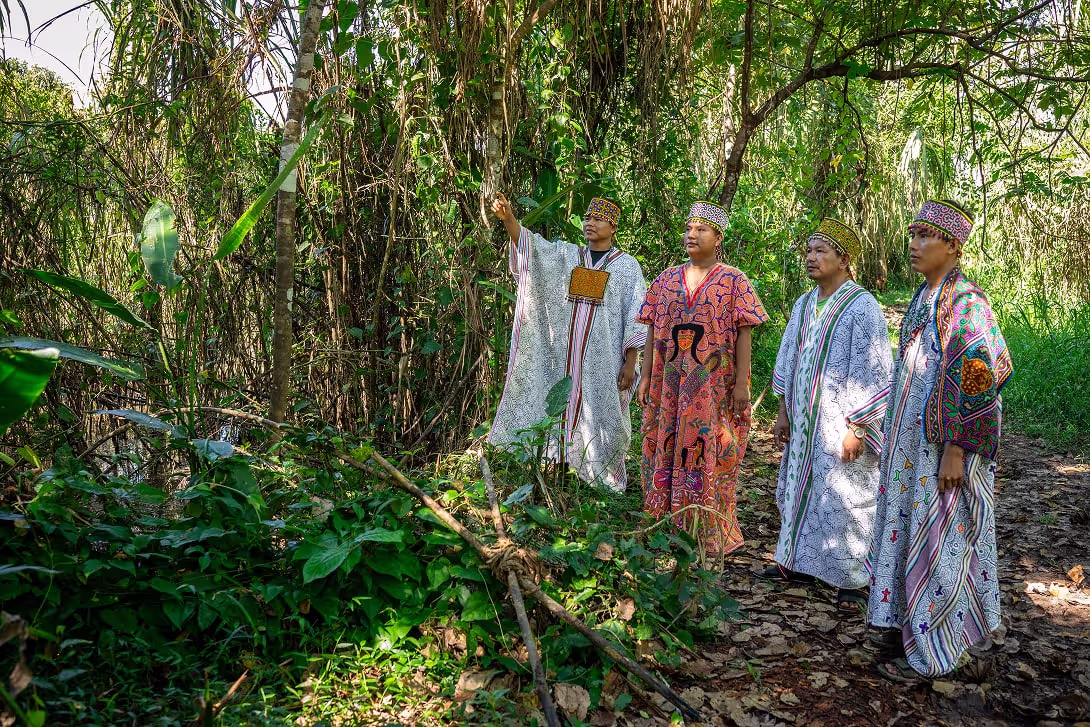 Two indigenous healers stand in the lush rainforest, one pointing out medicinal plants as they walk a forest path during a traditional educational walk.