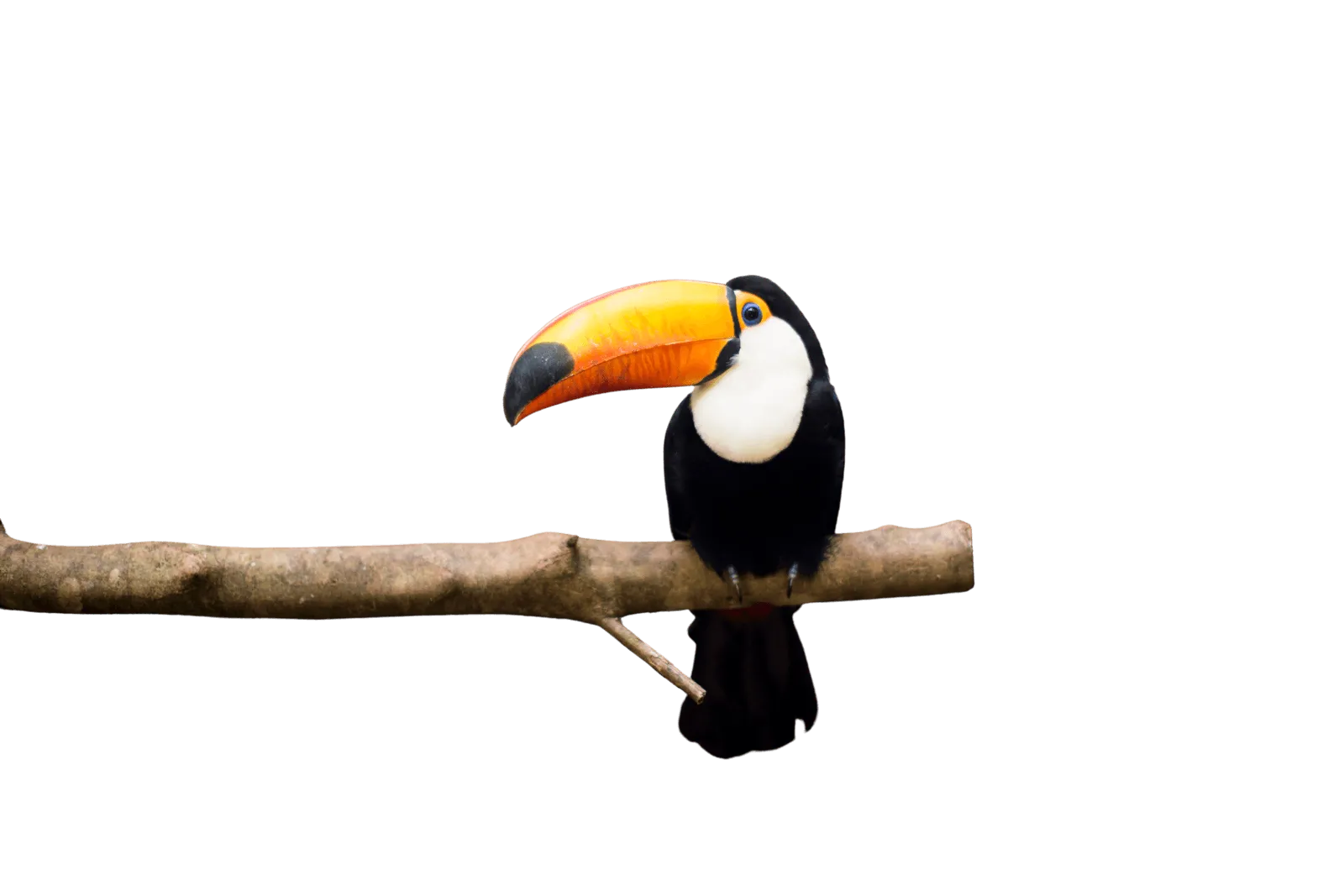 Toucan on a branch