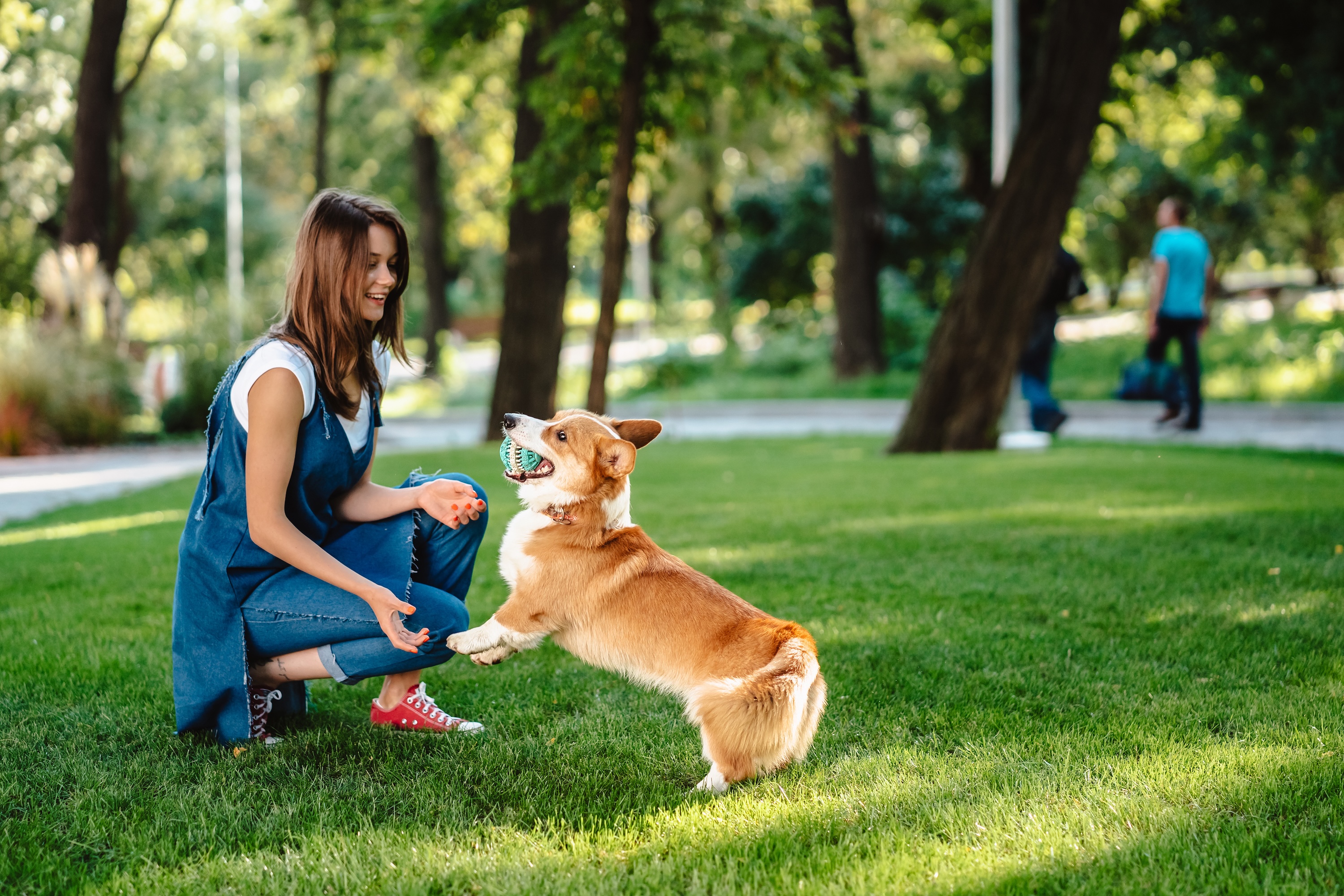 Resident playing fetch with a corgi in a shaded park near Avian, Colorado Springs